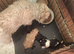 Shihpoo puppies from a galaxy faraway
