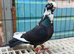 galati roller pigeon