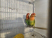 2 pair of lovebirds