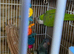 Quakers pair and young