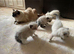 Beautiful Ragdoll Kittens - Ready for Their New Homes