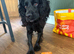 Amazing cocker spaniel