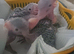 Hand reared babies forsale