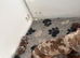 Miniature dachshunds true to type