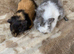 Female Baby Guinea Pigs for Sale