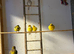 Fife Canaries