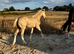 Stunning light buckskin filly foal