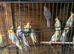 Cockatiels