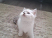 2 male & 2 female kittens for sale