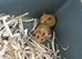Syrian Hamster Baby’s - Ready 8th July
