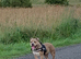 Pocket bully female