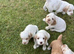 Lovely litter of Clumber X spaniels