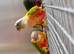 Pair of high red conures