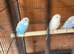 Budgies babies nice budgies