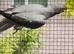 Ringnecks