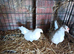 A pair of fantail Bantams 3 months old