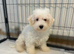 Bichon frise puppy for sale