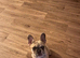 Female French bulldog pup