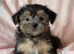 Gorgeous Shorkie Puppies Vaccinated &Microchipped