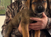Presa puppies