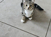 Kittens ready now
