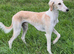 Saluki