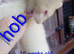Hob 10 weeks
