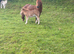 Miniature Shetland foals