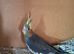 Young cockatiels very pretty