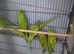 Ringneck Green