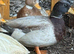 Drake call duck