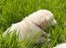 KC registered Golden Retriever Puppies