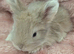 Angora boys