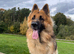 German Shepherd straight back long haired stud dog