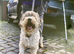 Neutered biewer boy