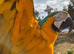 Very friendly Fully tame macaw 2 years old