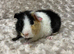 Beautiful Bonded Guinea Pigs