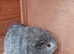 Baby silver Guinea pig