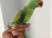 Beautiful hand tamed parrots for sale