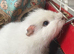 MALE guinea pigs
