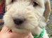 Doodles looking new homes