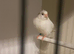 2026 German roller canary