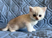 Silver pedigree British shorthair kittens