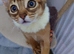 Abyssinian ABY Ruddy color