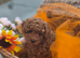 Beautiful deep red ,liver nosed toy poodle