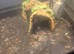 Baby axolotl ready now