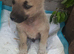 OZZY – The Puppy Nobody Wanted... Until Now