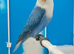 DNA sexed Male Female Lovebirds