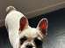 6 months old frenchie pup