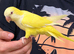 Tame yellow quaker